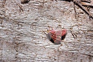 Beautiful Moth sitting resting, Nosy Komba, Madagascar photo