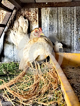 Beautiful mother serama chicken with her chicks.