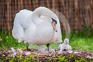 beautiful Mother swan and little swans