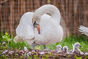 Beautiful Mother swan and little swans