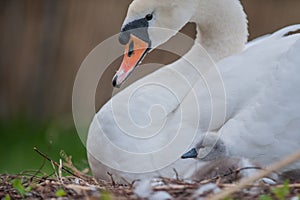 Beautiful Mother swan and little swans