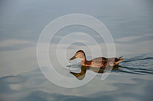 Beautiful motley bird duck is swimming in the river