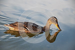 Beautiful motley bird duck is swimming in the river