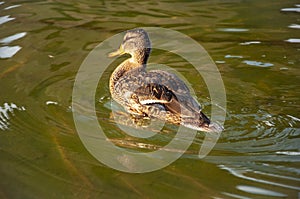 Beautiful motley bird duck is swimming in the river