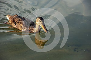 Beautiful motley bird duck is swimming in the river