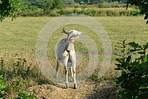 Beautiful motley goat enters field and looks away. Natural foliage vignette. Theme of nature, rural recreation