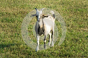 Beautiful motley goat graze on green meadow. Summer sunny day. Theme of nature, rural recreation