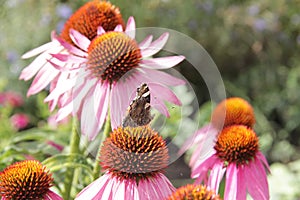 A beautiful mottled butterfly with raised antennae