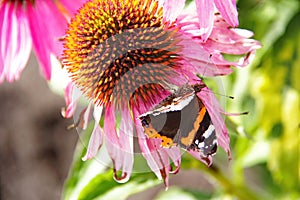 A beautiful mottled butterfly with raised antennae