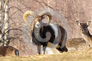 Beautiful mouflon ram
