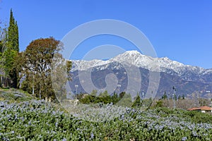 Beautiful Mount Baldy view from Rancho Cucamonga photo