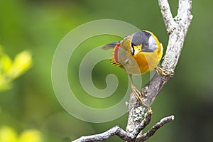 A beautiful mountain bird in clean background - Silver-eared Mesia