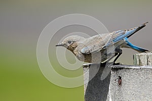 Beautiful Mountain Bluebird Preparing to Take Flight