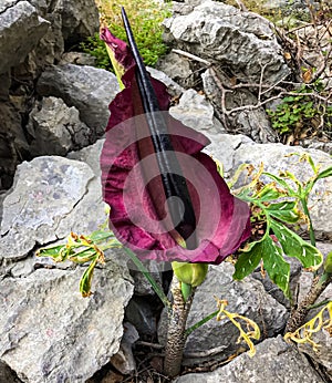 Beautiful mountain flower dark burgundy Dracunculus vulgaris growing on stones in Turkey