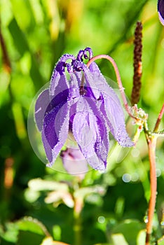 Beautiful mountain flowers. Flora of mountain ranges