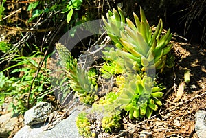 Beautiful mountain flowers. Flora of mountain ranges