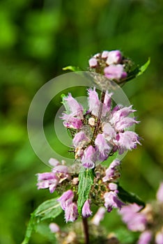 Beautiful mountain flowers. Flora of mountain ranges