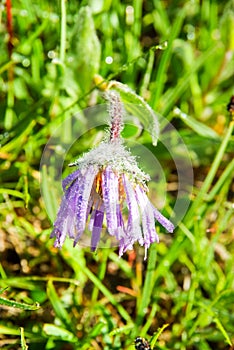 Beautiful mountain flowers. Flora of mountain ranges