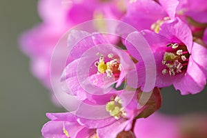 Beautiful mountain flowers. Lush mountain vegetation close up and fabulously beautiful flowers