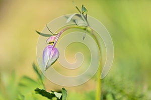 Beautiful mountain flowers. Lush mountain vegetation close up and fabulously beautiful flowers