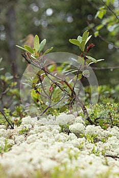 Beautiful mountain flowers. Lush mountain vegetation close up and fabulously beautiful flowers