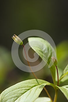 Beautiful mountain flowers. Lush mountain vegetation close up and fabulously beautiful flowers