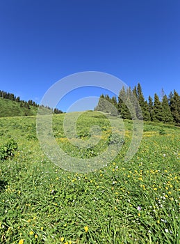 beautiful mountain forest and flowers on meadow