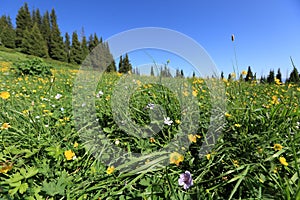 Beautiful mountain forest and flowers on meadow