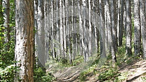 Beautiful mountain forest. Smooth trunks of pine trees in the mountains