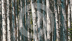 Beautiful mountain forest. Smooth trunks of pine trees in the mountains