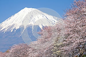 Beautiful Mountain Fuji and sakura cherry blossom