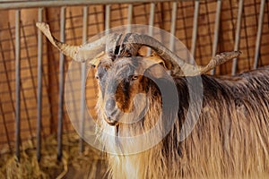 Beautiful mountain goat. Mountain ram portrait. Mountain goat with big horns in zoo