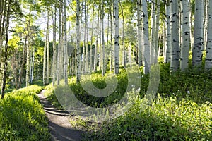 Beautiful Mountain Hiking Trail Through Aspen Trees of Vail Colorado