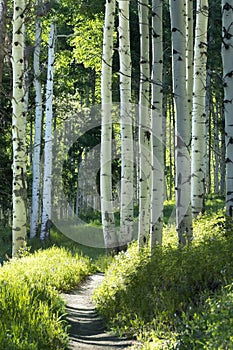 Beautiful Mountain Hiking Trail Through Aspen Trees of Vail Colorado