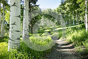 Beautiful Mountain Hiking Trail Through Aspen Trees of Vail Colorado