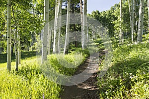 Beautiful Mountain Hiking Trail Through Aspen Trees of Vail Colorado