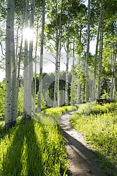 Beautiful Mountain Hiking Trail Through Aspen Trees of Vail Colorado