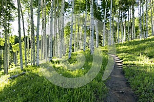 Beautiful Mountain Hiking Trail Through Aspen Trees of Vail Colorado