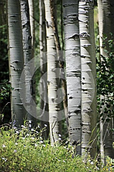 Beautiful Mountain Hiking Trail Through Aspen Trees of Vail Colorado