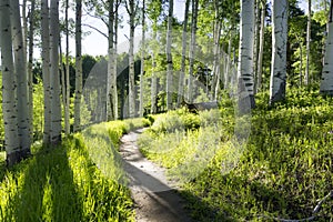 Beautiful Mountain Hiking Trail Through Aspen Trees of Vail Colorado photo
