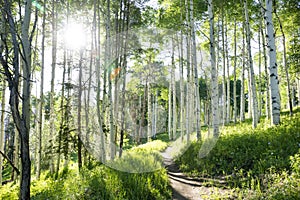 Beautiful Mountain Hiking Trail Through Aspen Trees of Vail Colorado