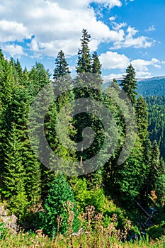 Beautiful mountain landscape in Ajara, pine trees. Georgia