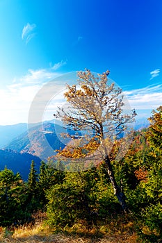Beautiful mountain landscape, autumn meadows and trees.
