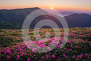 Beautiful mountain landscape with blossoming rhododendron flower