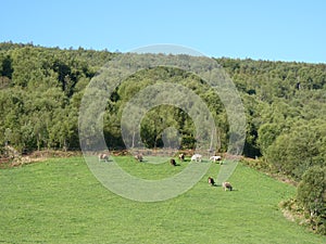 Beautiful mountain landscape. Cows grazing on pasture