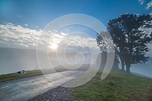 Beautiful mountain landscape of a foggy morning with an old house, trees and a stray dog