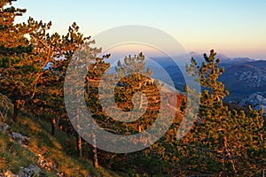 Beautiful mountain landscape. Grove of creeping pines on side of mountain in last rays of setting sun. Montenegro