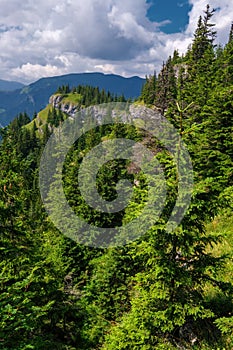 Beautiful mountain landscape with hills, green meadows and spruce trees.