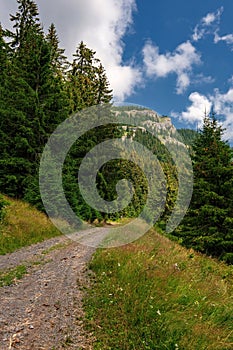 Beautiful mountain landscape with hills, green meadows and spruce trees