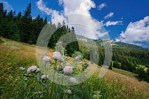 Beautiful mountain landscape with hills, green meadows and spruce trees.